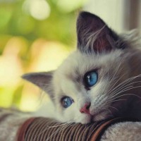 Võ Gia Cường
